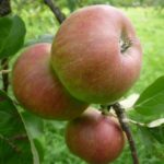 pomme