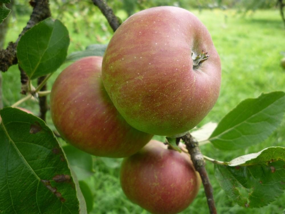 pomme