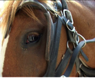 cheval profil