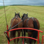 chevaux