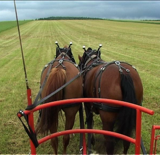 chevaux