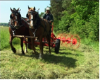 chevaux au travail