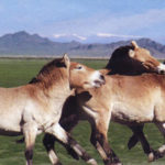 chevaux de przewalski1s