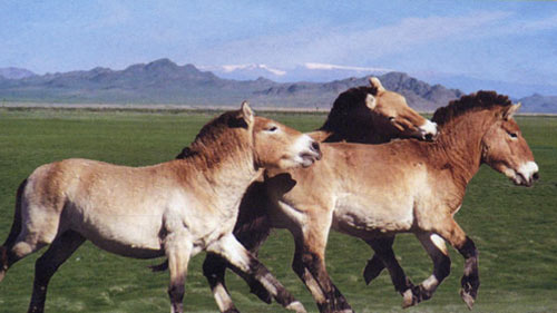 chevaux de przewalski1s