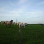 chevaux des haras