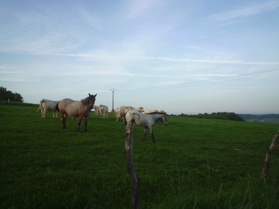 chevaux des haras