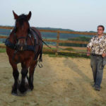 hubert vin et son cheval ardennais