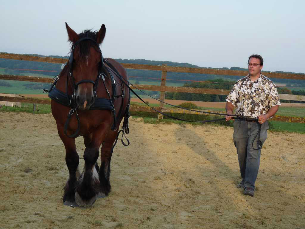 hubert vin et son cheval ardennais