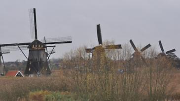 gallobataves ws36633276